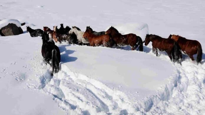 Caballos avanzan entre la nieve profunda para abrir camino durante un operativo de rescate de ganado en Malargüe.