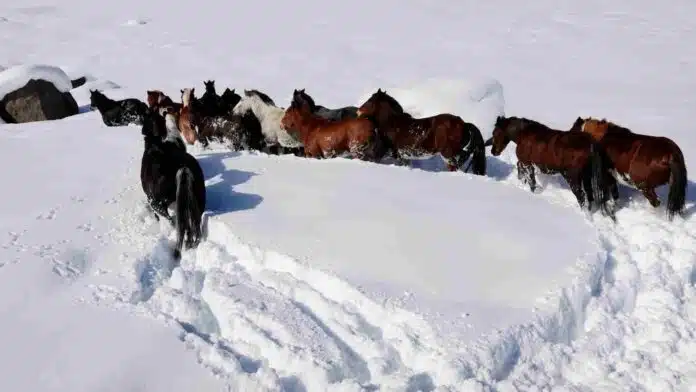 Caballos avanzan entre la nieve profunda para abrir camino durante un operativo de rescate de ganado en Malargüe.
