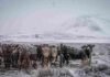 El SMN activa alerta naranja por lluvias y nieve en Cuyo y la Patagonia Hacienda resguardada junto a un alambrado en un campo cordillerano de la Patagonia argentina, bajo una nevada intensa, con cerros nevados y cielo gris de invierno.