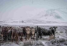 El SMN activa alerta naranja por lluvias y nieve en Cuyo y la Patagonia Hacienda resguardada junto a un alambrado en un campo cordillerano de la Patagonia argentina, bajo una nevada intensa, con cerros nevados y cielo gris de invierno.