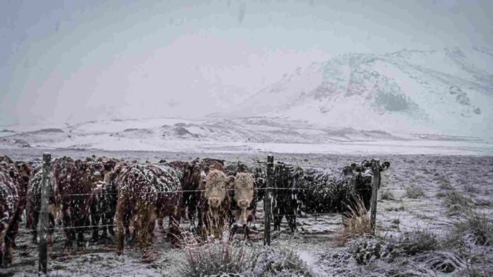 Hacienda resguardada junto a un alambrado en un campo cordillerano de la Patagonia argentina, bajo una nevada intensa, con cerros nevados y cielo gris de invierno.