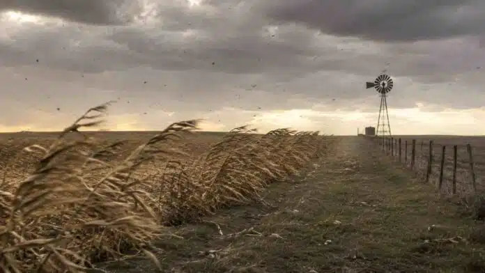 Campo rural en Santa Fe con cultivos y pastizales inclinados por viento intenso bajo un cielo nublado y dramático