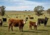 La escasez de tierras agrícolas impulsa el interés por campos ganaderos Rodeo bovino en un campo ganadero argentino con pasturas, alambrados y hacienda distribuida en distintos potreros.
