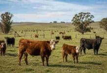 La escasez de tierras agrícolas impulsa el interés por campos ganaderos Rodeo bovino en un campo ganadero argentino con pasturas, alambrados y hacienda distribuida en distintos potreros.