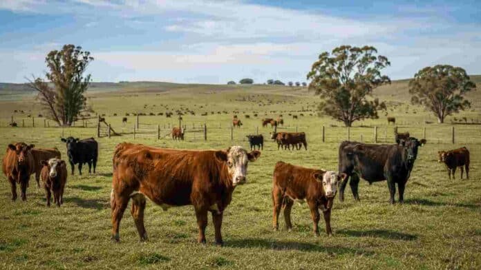 campos-ganaderos-mercado-rural-ruralnet Rodeo bovino en un campo ganadero argentino con pasturas, alambrados y hacienda distribuida en distintos potreros.