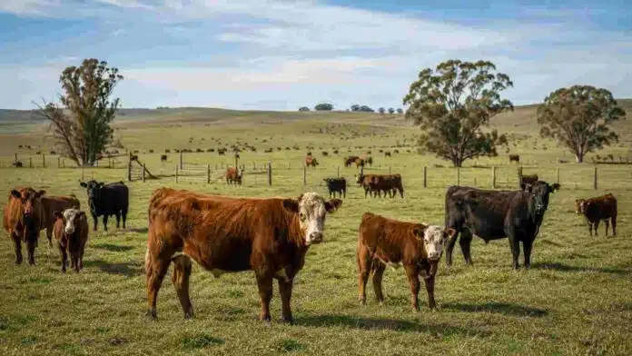 campos-ganaderos-mercado-rural-ruralnet Rodeo bovino en un campo ganadero argentino con pasturas, alambrados y hacienda distribuida en distintos potreros.