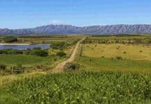 San Luis atrae inversiones rurales por sus valores y potencial productivo Campo productivo mixto en San Luis, con cultivos, ganado, camino rural, reserva de agua y sierras de fondo.