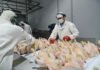 La Unión Europea reabre su mercado a la carne aviar argentina tras recuperar el estatus sanitario Operarios procesan pollos en una planta frigorífica avícola con equipamiento industrial y elementos de protección.