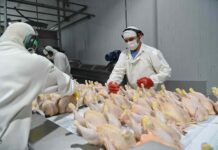 La Unión Europea reabre su mercado a la carne aviar argentina tras recuperar el estatus sanitario Operarios procesan pollos en una planta frigorífica avícola con equipamiento industrial y elementos de protección.