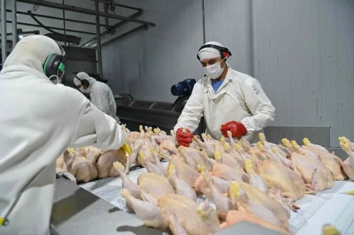 carne-aviar-industria-procesamiento-ruralnet Operarios procesan pollos en una planta frigorífica avícola con equipamiento industrial y elementos de protección.