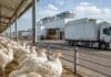 Argentina recupera un mercado estratégico para sus productos avícolas Pollos en una granja avícola junto a una planta de procesamiento y camiones refrigerados, imagen vinculada con la reapertura del mercado británico para la carne aviar argentina.