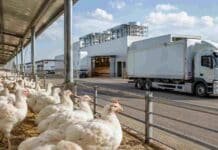 Argentina recupera un mercado estratégico para sus productos avícolas Pollos en una granja avícola junto a una planta de procesamiento y camiones refrigerados, imagen vinculada con la reapertura del mercado británico para la carne aviar argentina.