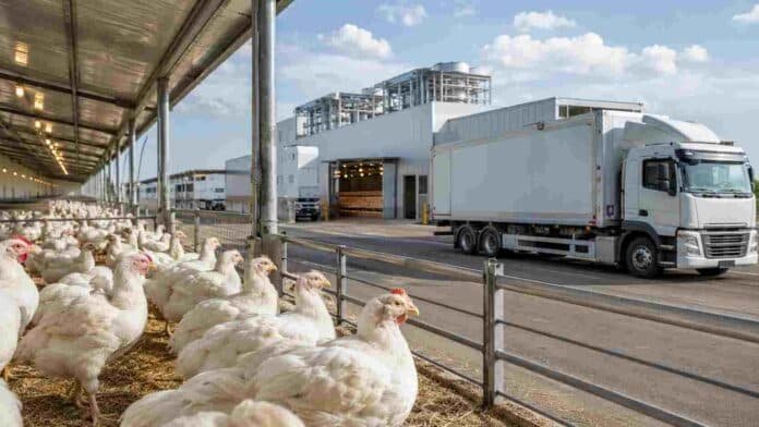 carne-aviar-reino-unido-exportaciones-ruralnet Pollos en una granja avícola junto a una planta de procesamiento y camiones refrigerados, imagen vinculada con la reapertura del mercado británico para la carne aviar argentina.