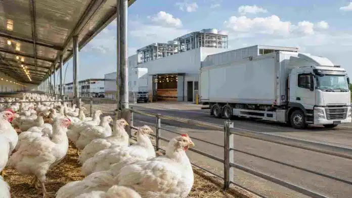 Pollos en una granja avícola junto a una planta de procesamiento y camiones refrigerados, imagen vinculada con la reapertura del mercado británico para la carne aviar argentina.