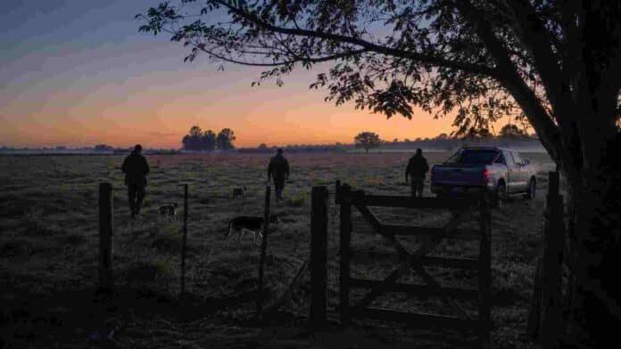Personas con perros y una camioneta ingresan a un campo privado al amanecer, en una imagen vinculada con la caza furtiva y la seguridad rural.