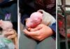 En la UBA nació el primer cerdo clonado de América Latina: sus órganos podrían salvar vidas humanas Lechones bajo cuidado veterinario en una investigación científica sobre cerdos modificados genéticamente.