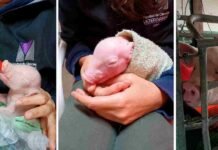 En la UBA nació el primer cerdo clonado de América Latina: sus órganos podrían salvar vidas humanas Lechones bajo cuidado veterinario en una investigación científica sobre cerdos modificados genéticamente.