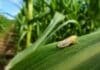 La chicharrita volvió a hacer daño en el norte y los especialistas advierten que la próxima campaña ya está bajo presión Chicharrita del maíz posada sobre una hoja en un cultivo del norte argentino.