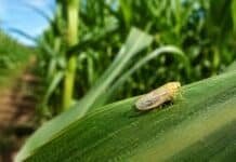 La chicharrita volvió a hacer daño en el norte y los especialistas advierten que la próxima campaña ya está bajo presión Chicharrita del maíz posada sobre una hoja en un cultivo del norte argentino.