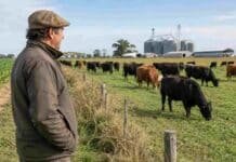 El ánimo de los productores sigue firme, pero cayó 2,7 % Productor agropecuario observa un rodeo bovino en un campo argentino, con silos al fondo, en una escena que ilustra la confianza del sector y el pulso de la ganadería.