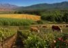 El acuerdo Mercosur-UE abre una nueva etapa para las economías regionales argentinas Paisaje productivo que representa las economías regionales argentinas, con viñedos, frutales, cultivos, citrus y ganado junto a montañas.