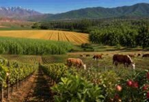 El acuerdo Mercosur-UE abre una nueva etapa para las economías regionales argentinas Paisaje productivo que representa las economías regionales argentinas, con viñedos, frutales, cultivos, citrus y ganado junto a montañas.