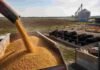 Entre Ríos consumió 3,14 millones de toneladas de maíz y mantiene un déficit estructural Descarga de maíz en un establecimiento agropecuario de Entre Ríos, con bovinos, cerdos y aves destinados a producción animal.