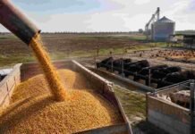 Entre Ríos consumió 3,14 millones de toneladas de maíz y mantiene un déficit estructural Descarga de maíz en un establecimiento agropecuario de Entre Ríos, con bovinos, cerdos y aves destinados a producción animal.