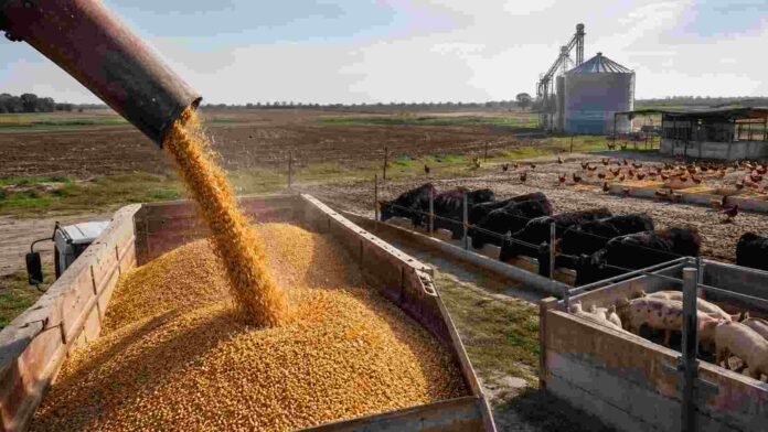 Descarga de maíz en un establecimiento agropecuario de Entre Ríos, con bovinos, cerdos y aves destinados a producción animal.