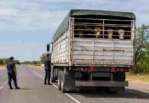 CRA denuncia trabas a la ganadería por controles viales en Formosa Control vial a un camión jaula con hacienda en una ruta de Formosa, en medio del reclamo de productores ganaderos por demoras y mayores costos.