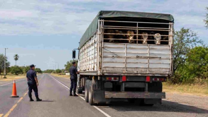 controles-transporte-hacienda-formosa-ruralnet Control vial a un camión jaula con hacienda en una ruta de Formosa, en medio del reclamo de productores ganaderos por demoras y mayores costos.