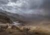 Golpea al oeste un combo de nieve, lluvias, Zonda y ráfagas de 90 km/h Ovinos Corriedale en un paisaje cordillerano bajo tormenta, con nieve en las montañas, viento fuerte y camino de montaña húmedo en el oeste argentino.