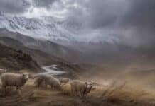 Golpea al oeste un combo de nieve, lluvias, Zonda y ráfagas de 90 km/h Ovinos Corriedale en un paisaje cordillerano bajo tormenta, con nieve en las montañas, viento fuerte y camino de montaña húmedo en el oeste argentino.