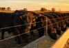 Por qué la caída de la faena no es una mala noticia para el precio de la carne Novillos en un corral de engorde en Argentina junto al comedero, con luz cálida de atardecer y ambiente rural ordenado.