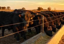 Por qué la caída de la faena no es una mala noticia para el precio de la carne Novillos en un corral de engorde en Argentina junto al comedero, con luz cálida de atardecer y ambiente rural ordenado.