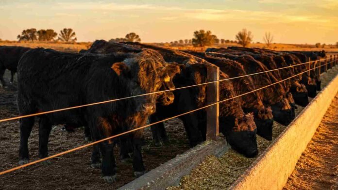 corral-engorde-novillos-atardecer-ruralnet Novillos en un corral de engorde en Argentina junto al comedero, con luz cálida de atardecer y ambiente rural ordenado.