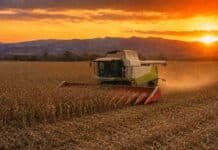 Lluvias frenan la cosecha, pero Córdoba mantiene récords en maíz y maní Cosechadora Claas recolectando maíz en un lote de Córdoba, con las sierras de fondo y cielo de atardecer