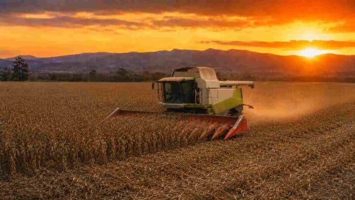 Cosechadora Claas recolectando maíz en un lote de Córdoba, con las sierras de fondo y cielo de atardecer