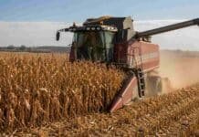El maíz avanza con retrasos y mantiene una producción récord de 64 millones de toneladas Cosechadora Massey Ferguson recolectando maíz en un lote maduro, con polvo en suspensión y cielo despejado.