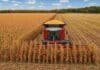 La cosecha de maíz avanzó al 69,8% y se mantiene la proyección de 64 millones de toneladas Cosechadora Massey Ferguson recolectando maíz en un campo argentino, bajo un cielo celeste con nubes blancas.