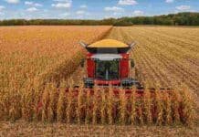 La cosecha de maíz avanzó al 69,8% y se mantiene la proyección de 64 millones de toneladas Cosechadora Massey Ferguson recolectando maíz en un campo argentino, bajo un cielo celeste con nubes blancas.
