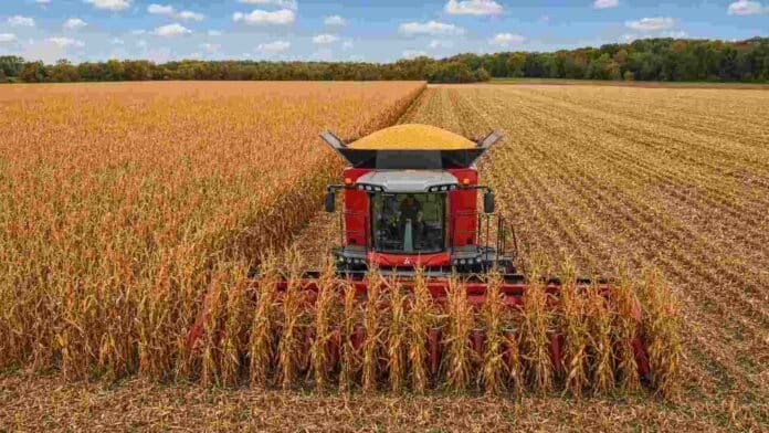 Cosechadora Massey Ferguson recolectando maíz en un campo argentino, bajo un cielo celeste con nubes blancas.