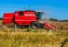 El maíz demora su cosecha por la humedad, pero mantiene una proyección de 64 millones de toneladas Cosechadora Massey Ferguson realizando la cosecha de maíz en un campo argentino, con colores intensos, polvo en suspensión y cielo despejado durante una jornada de trabajo agrícola.