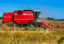 El maíz demora su cosecha por la humedad, pero mantiene una proyección de 64 millones de toneladas Cosechadora Massey Ferguson realizando la cosecha de maíz en un campo argentino, con colores intensos, polvo en suspensión y cielo despejado durante una jornada de trabajo agrícola.