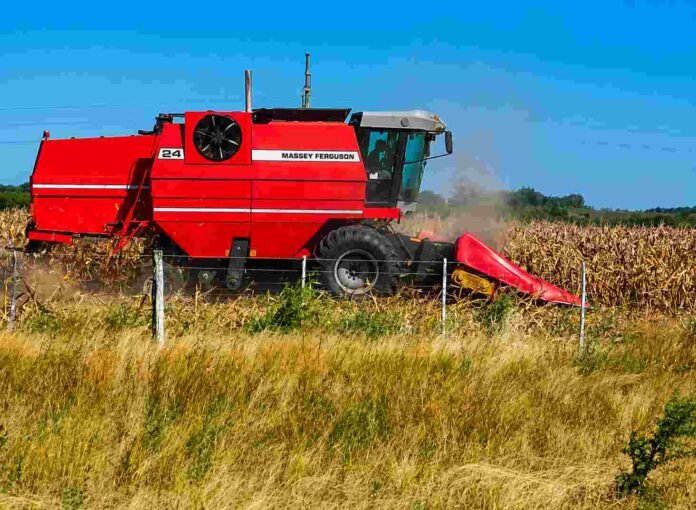 Cosechadora Massey Ferguson realizando la cosecha de maíz en un campo argentino, con colores intensos, polvo en suspensión y cielo despejado durante una jornada de trabajo agrícola.