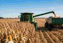 Récord histórico: la cosecha de maíz alcanzará 71,5 millones de toneladas Cosechadora descarga maíz en una tolva durante la campaña 2025/26 en un campo argentino.