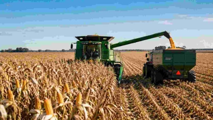 cosecha-record-maiz-argentina-ruralnet Cosechadora descarga maíz en una tolva durante la campaña 2025/26 en un campo argentino.