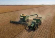 Santa Fe: terminó la cosecha de soja tardía y el trigo ya cubre el 80% del área prevista Cosecha abundante de soja en un campo de la provincia de Santa Fe, con cosechadora descargando granos sobre una tolva en una jornada de plena recolección bajo cielo despejado.