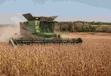 La cosecha de soja 2025/26 cerró con 49,7 millones de toneladas y rindes récord de los últimos años Cosechadora trabajando en un lote de soja madura durante la cosecha, con polvo en suspensión y paisaje rural de fondo.