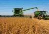 La cosecha de soja llegó al 99,1% y se mantiene la proyección de 50,1 millones de toneladas Cosechadora trabajando en un lote de soja madura durante la cosecha, con tolva y tractor en un campo agrícola argentino.